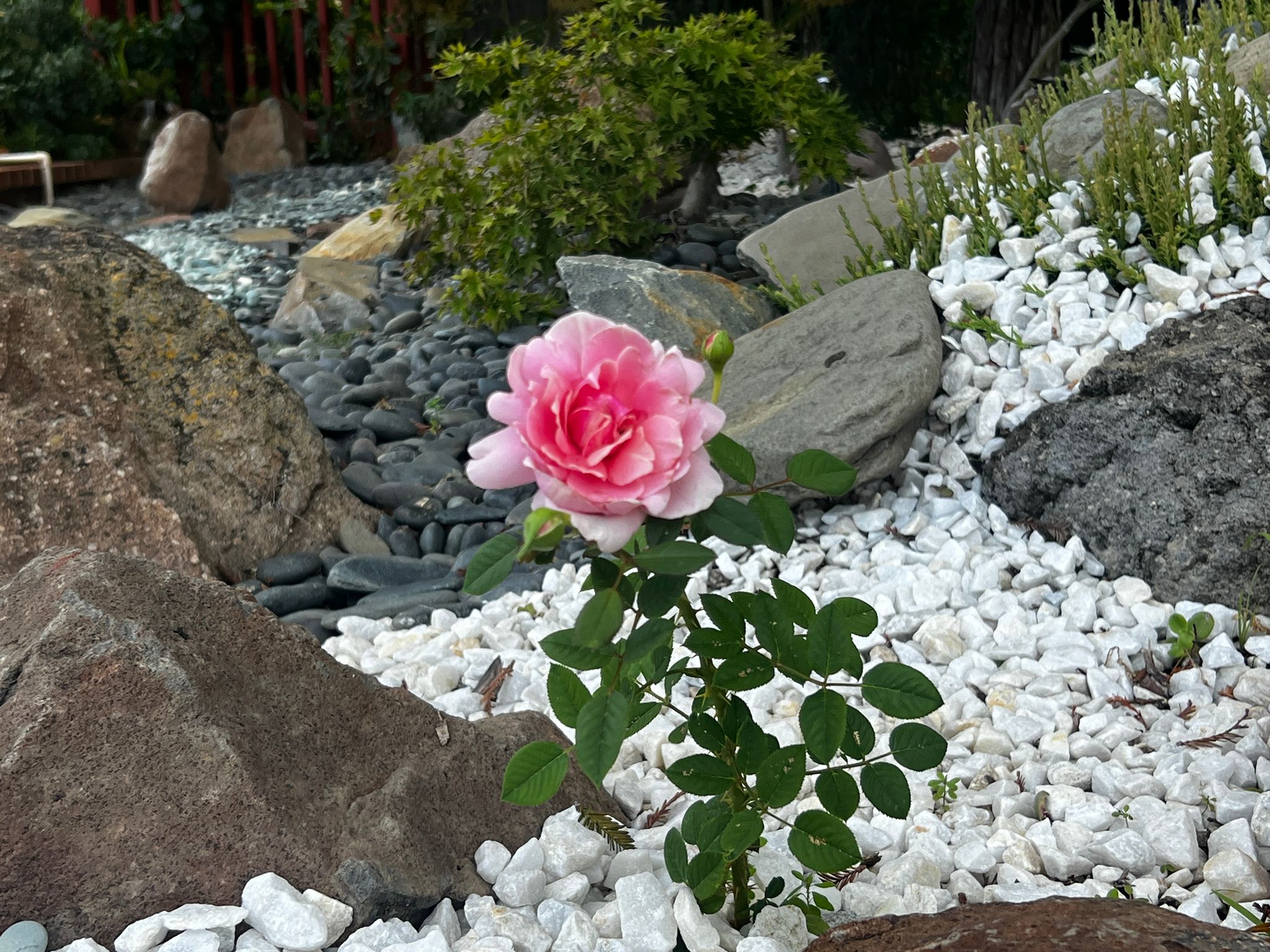 Davis City Garden photo